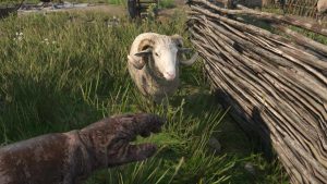 sheep in kingdom come deliverance 2