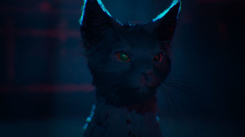 black cat in 1666 amsterdam
