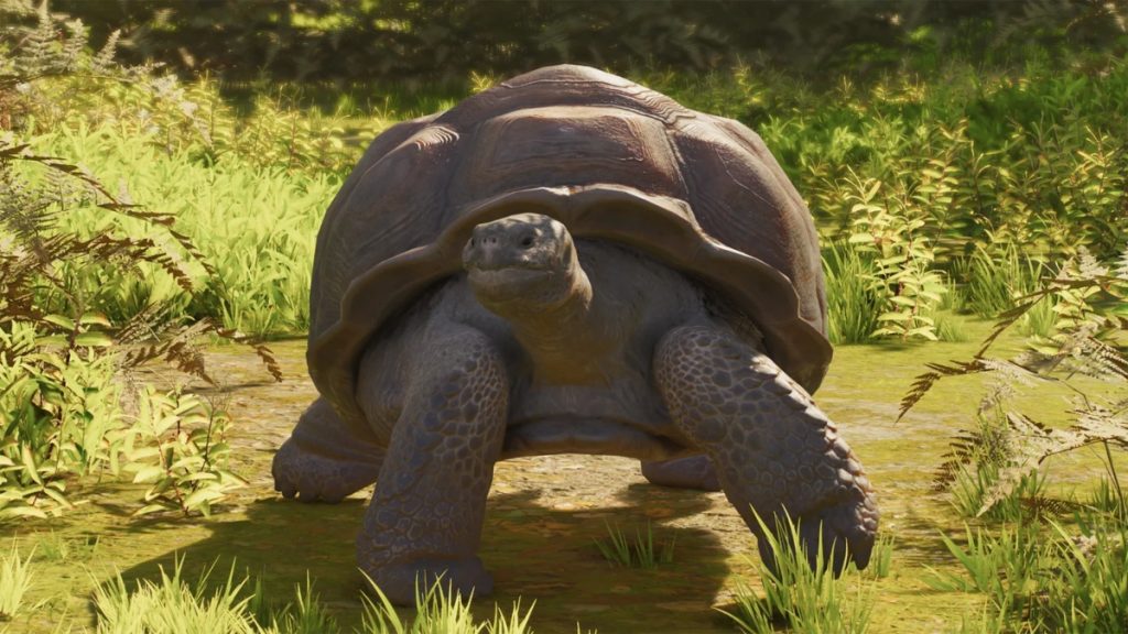 A Galapagos Giant Tortoise in Planet Zoo 2